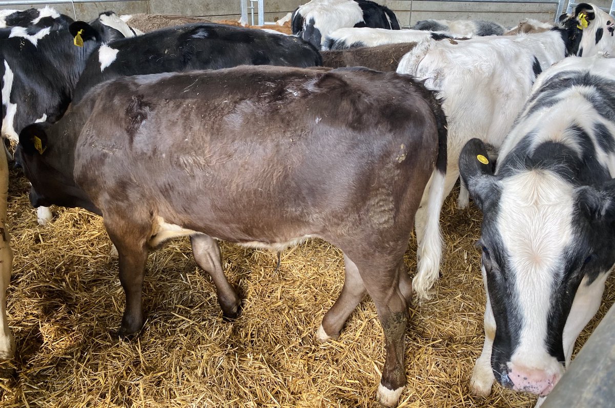 sussexfarming's tweet photo. Every colour every breed of today #Angus #simmental #piedmontese #holstein #freisian #ayshire #blue https://t.co/J8ZyVFqm2e