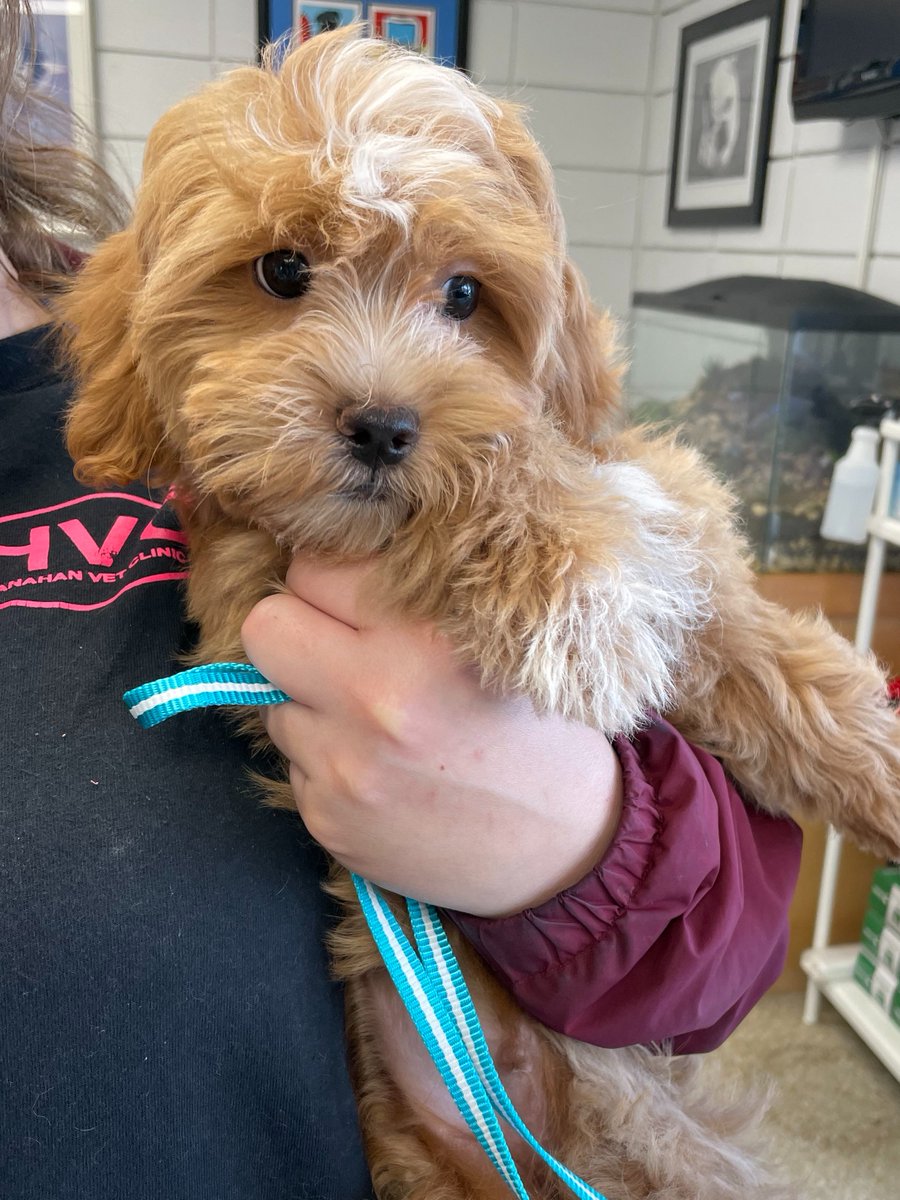 HanahanVet's tweet photo. We are feeling mighty lucky to have the opportunity to meet this lil' guy Apollo.
#FridayVibes #puppies  #friday https://t.co/BkQJDNei5A