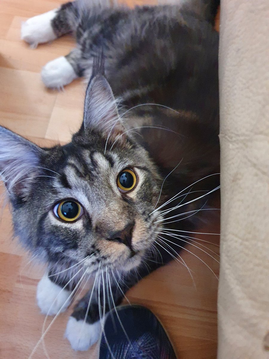 Meeks face when I say chicken #cats #CatsOfTheQuarantine #Catsoftwitter #CatsOnTwitter