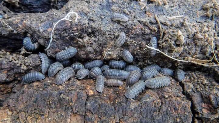 Te los has encontrado al levantar un ladrillo o una piedra?
Las "Cochinillas” eliminan de la tierra los metales pesados como el mercurio, cadmio y plomo, dañinos para los humanos, animales  y plantas, limpian el suelo y aguas subterráneas.
Sabiduría de Naturaleza🌿No los lastimes