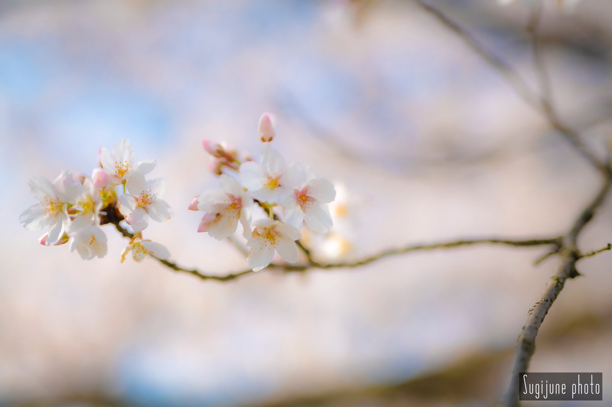 SugijuneP's tweet photo. 散歩道の桜

#桜 #春 #青空 #木 #枝 #花
#CherryBlossom #Spring #BlueSky #Tree #Flower
#Nikon #SIGMA #Japan
#春の花 https://t.co/oAUBWq2Bqn