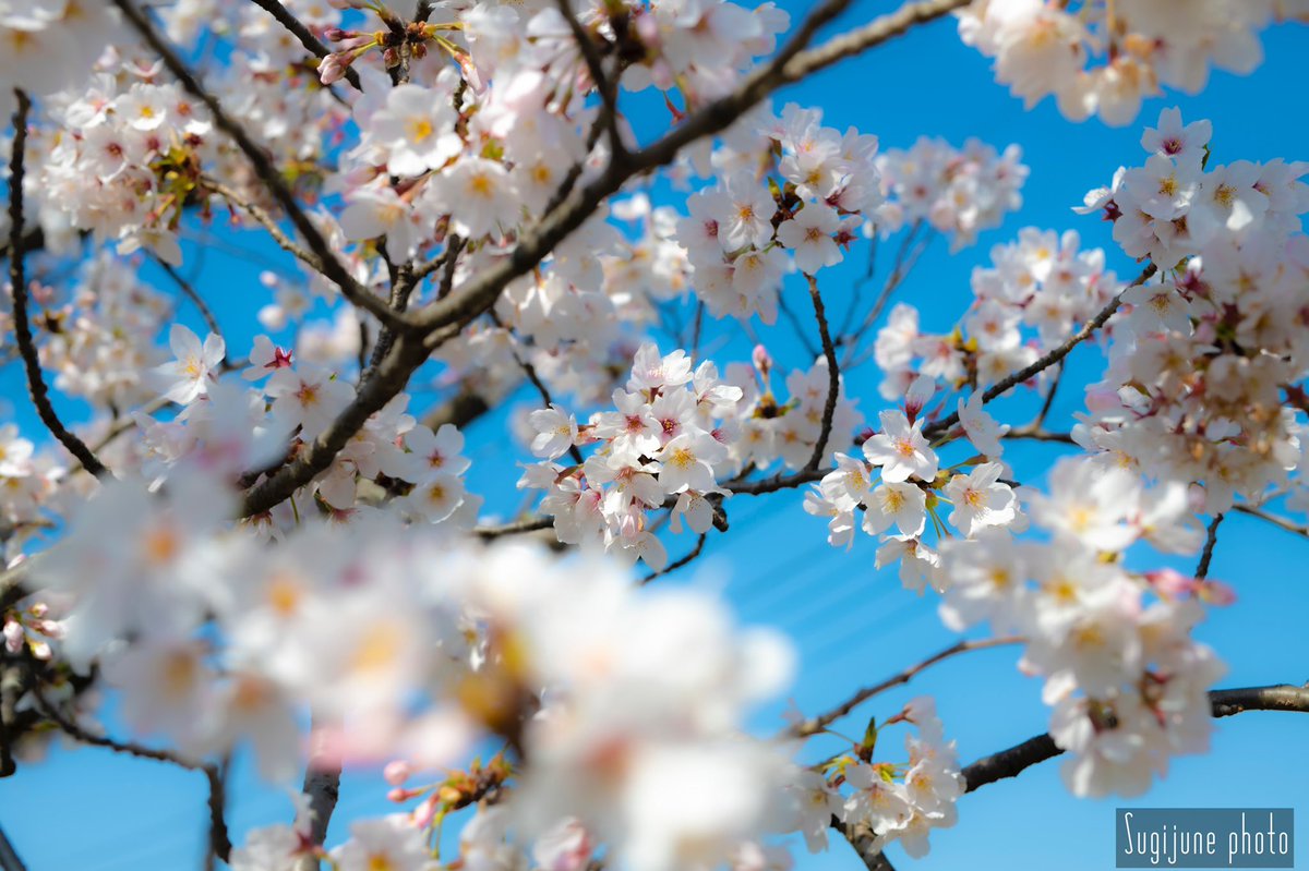 SugijuneP's tweet photo. 散歩道の桜

#桜 #春 #青空 #木 #枝 #花
#CherryBlossom #Spring #BlueSky #Tree #Flower
#Nikon #SIGMA #Japan
#春の花 https://t.co/oAUBWq2Bqn