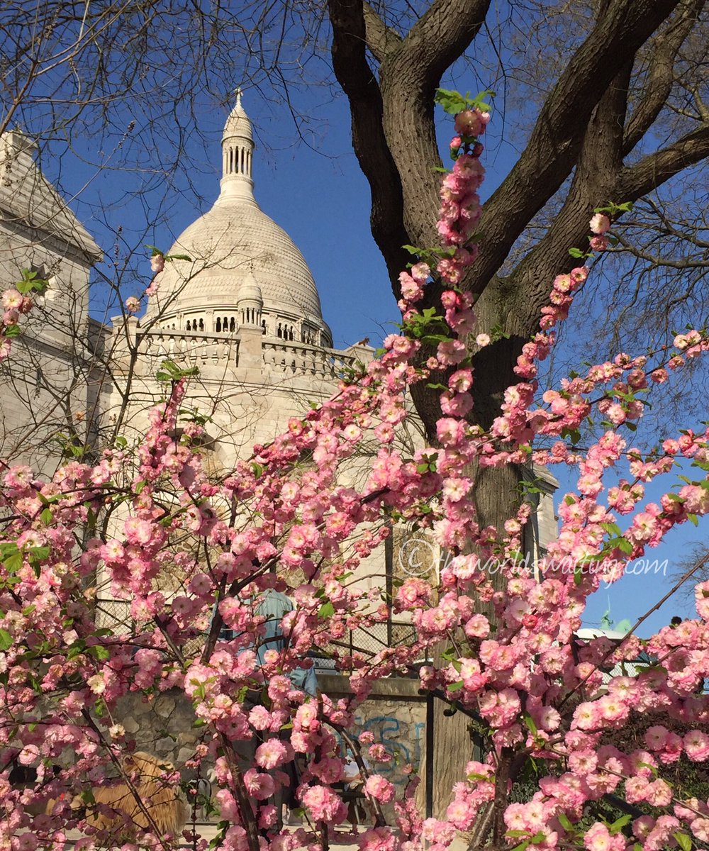 worldswaiting's tweet photo. Magnificent #springblossom around #Montmartre at the moment 😊
#blossom #springtime #paris 🌸🌸🌸 https://t.co/Q8lZTaAIQf