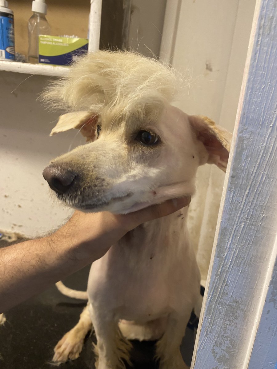 psa_pk's tweet photo. Tag someone who has a similar hairstyle as Nava ๐น
#shaveddogs #dogsgrooming https://t.co/UYP2U6ssLp