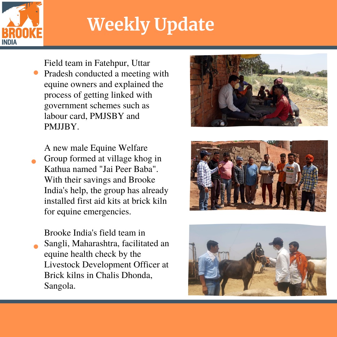 BrookeIndia1's tweet photo. BI Weekly Update
@TheBrooke 
Brooke, Action For Working Horses and Donkeys 
#BrookeIndia #animalwelfare #goodfeedforanimals  #healthyhorse #healthydonkey #healthyequine #diseasefreeanimals #friendofanimals #Bricks  #healthcheck #maharashtra #sangli #Jammu #kathua #UttarPradesh https://t.co/wNx5Zs54nW
