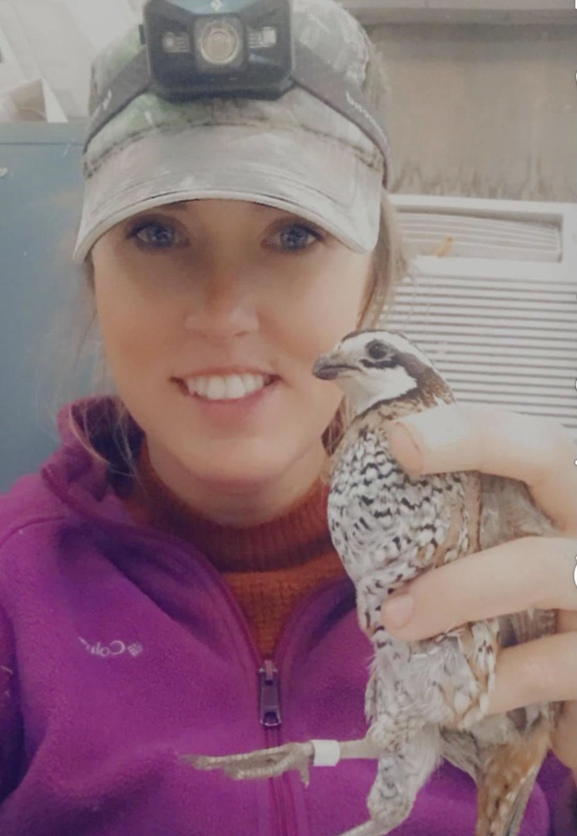 ParkCitiesQC's tweet photo. A survivor! This quail was trapped at Rolling Plains Quail Research Ranch earlier this year during their trapping program. He was initially banded in the Fall of 2015, making him over 5 years old, which is ancient for a quail! After processing he was released back onto the ranch. https://t.co/ArTLq2vi9O