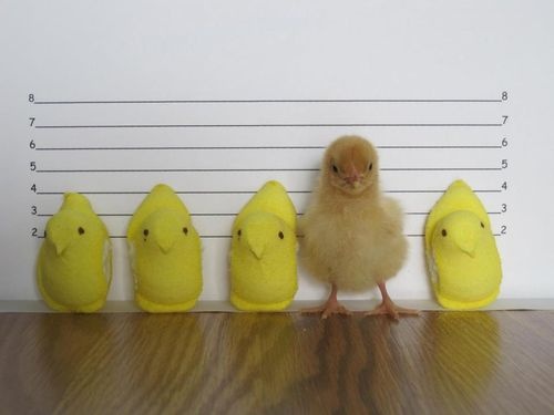 TorontoBTB's tweet photo. #FridayFunny 🤣
.
.
#TorontoBTB #CanadaBTB #Easter #GoodFriday #policelineup #Wearebtb #policememes #leomemes https://t.co/vCBSspx35B