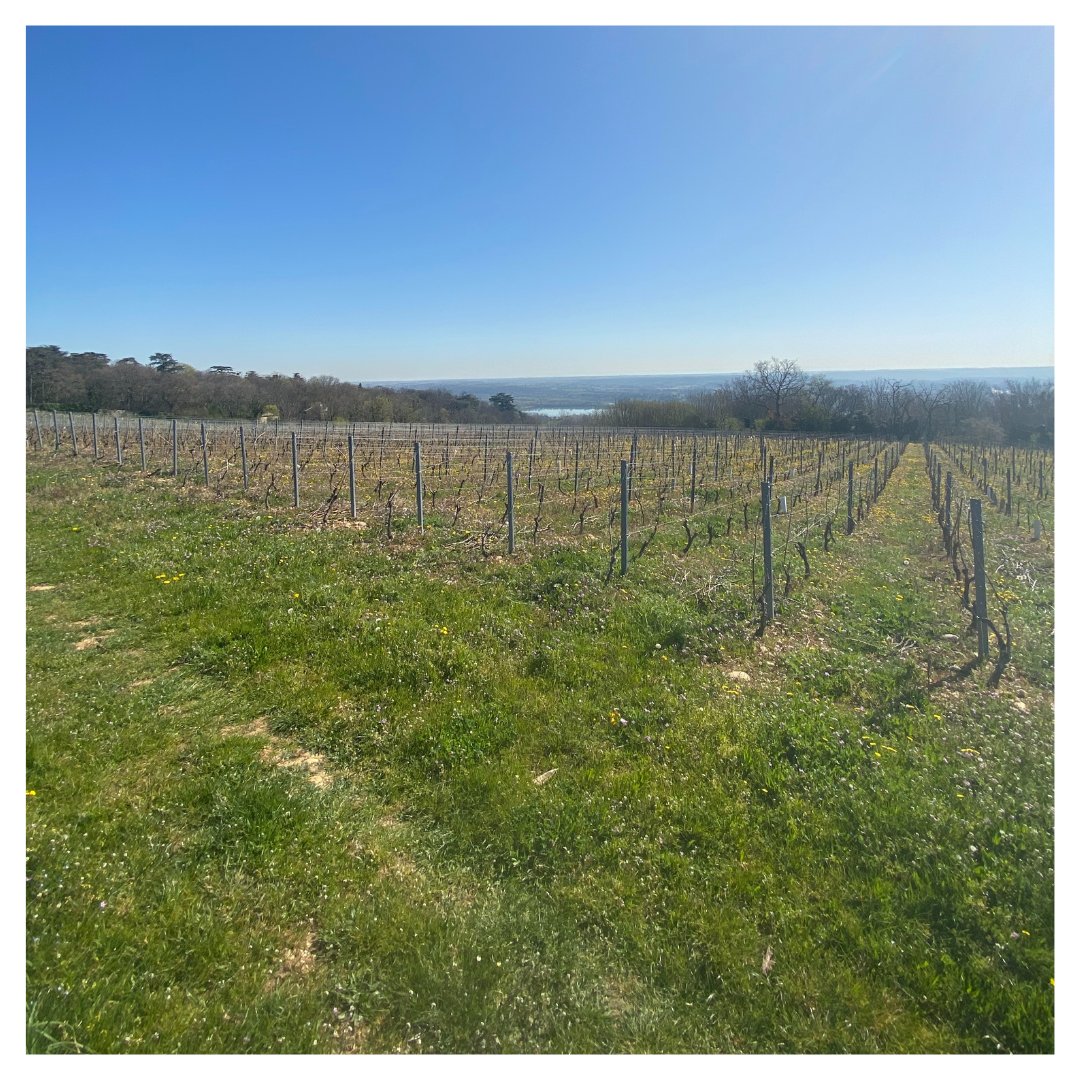 [ La vigne pousse ]

Quel bonheur d'entendre les oiseaux chanter 

N'oubliez pas notre caveau est ouvert tous les samedis de 10h à 18h
&amp; du lundi au vendredi sur rendez-vous

#vignes #terravitis #balade #ensemble #nature #promenade