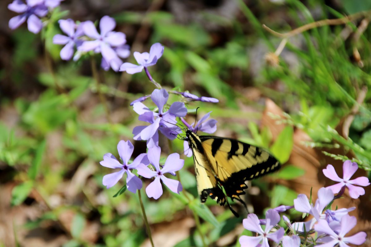 GreatSmokyNPS tweet picture