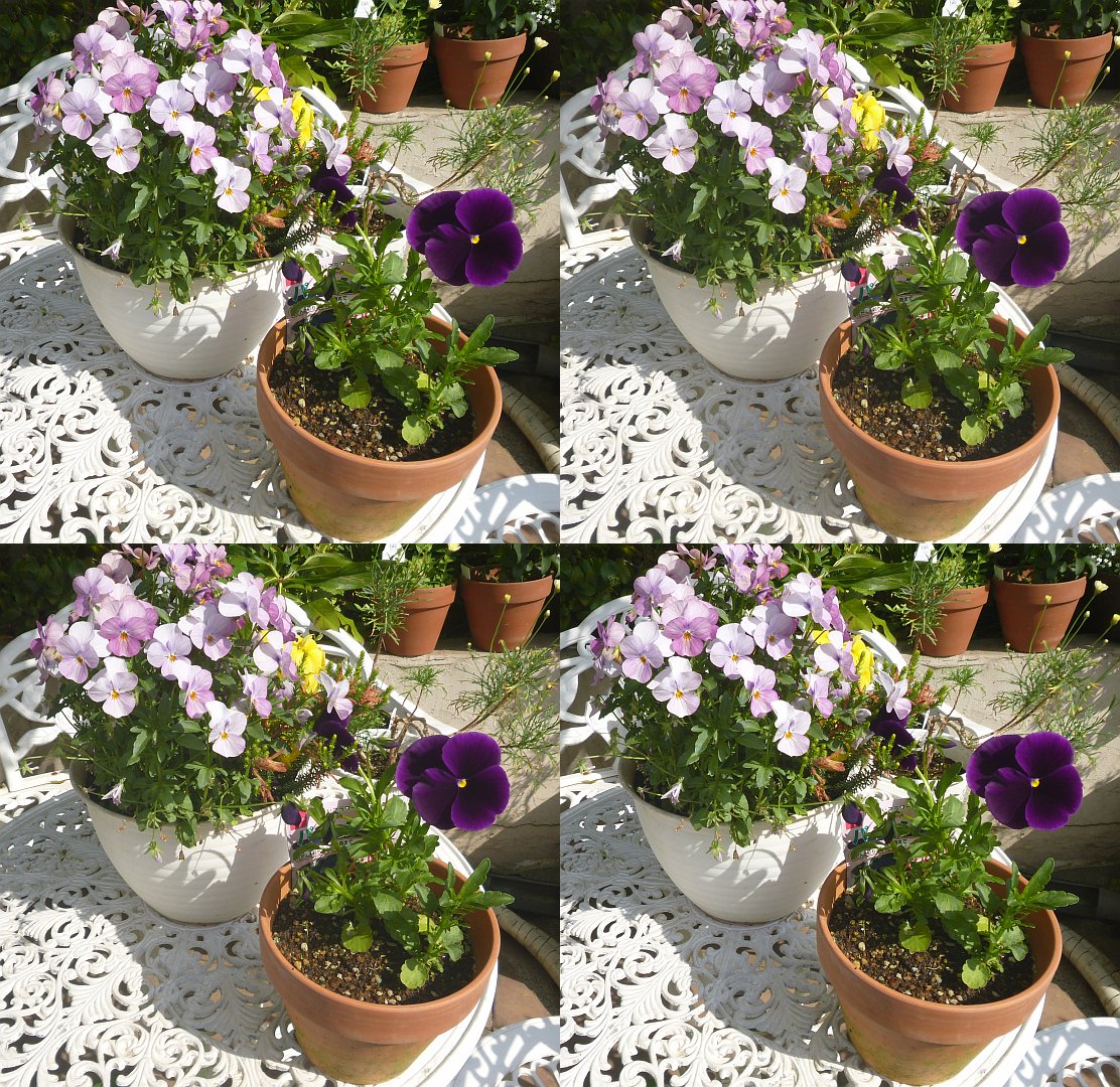 Rover416t 下の花壇のサイネリアと木化して花数が少ないマーガレットｗ