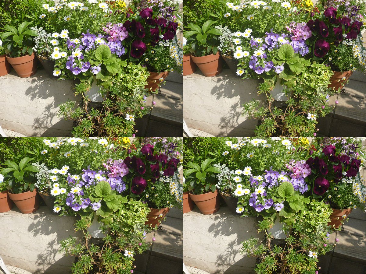 Rover416t 下の花壇のサイネリアと木化して花数が少ないマーガレットｗ