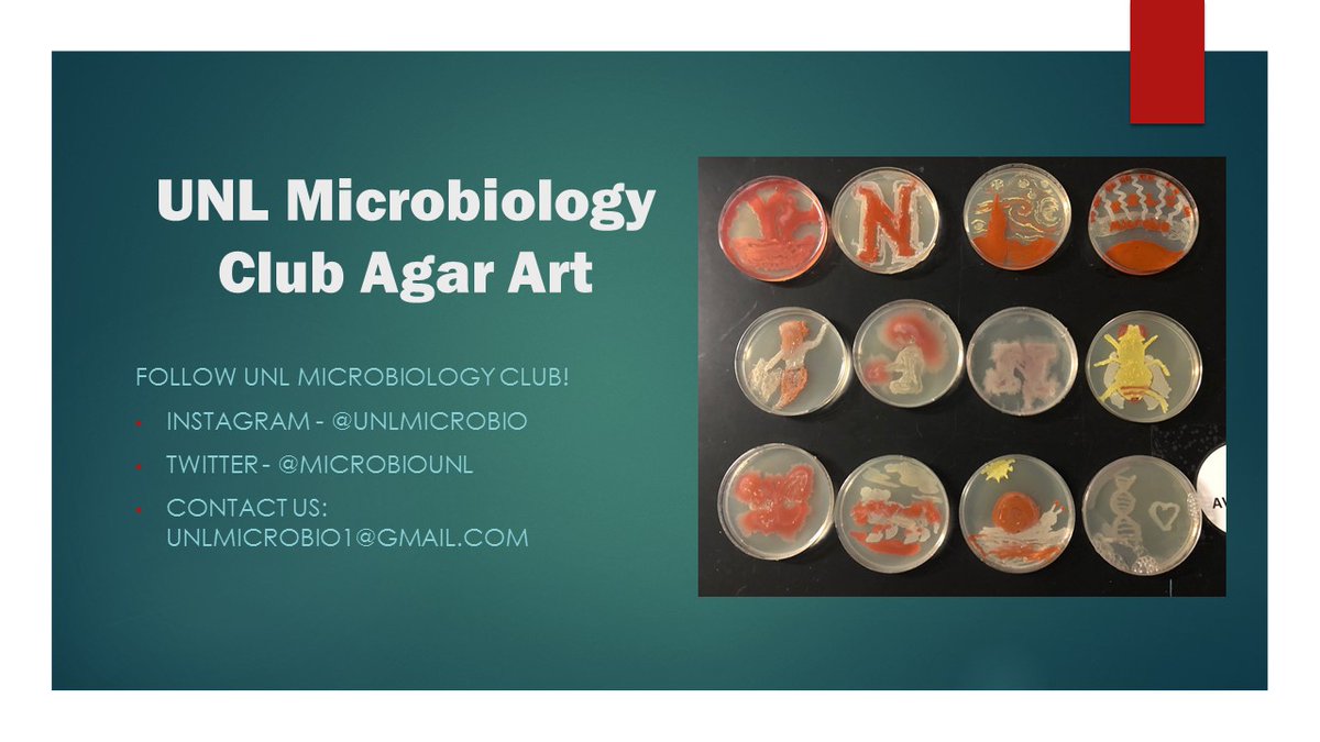 UNLMicro's tweet photo. UNL Microbiology Club created some agar art masterpieces with microbes. What will they come up with next year?? Create your own! Get involved. #microbiounl #unl #unlcasnr #unlcas https://t.co/1c6ghVoSrW
