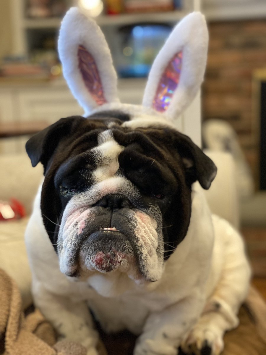 WhosGoodBulldog's tweet photo. The Classic Easter Bully https://t.co/qcON9vBMo4