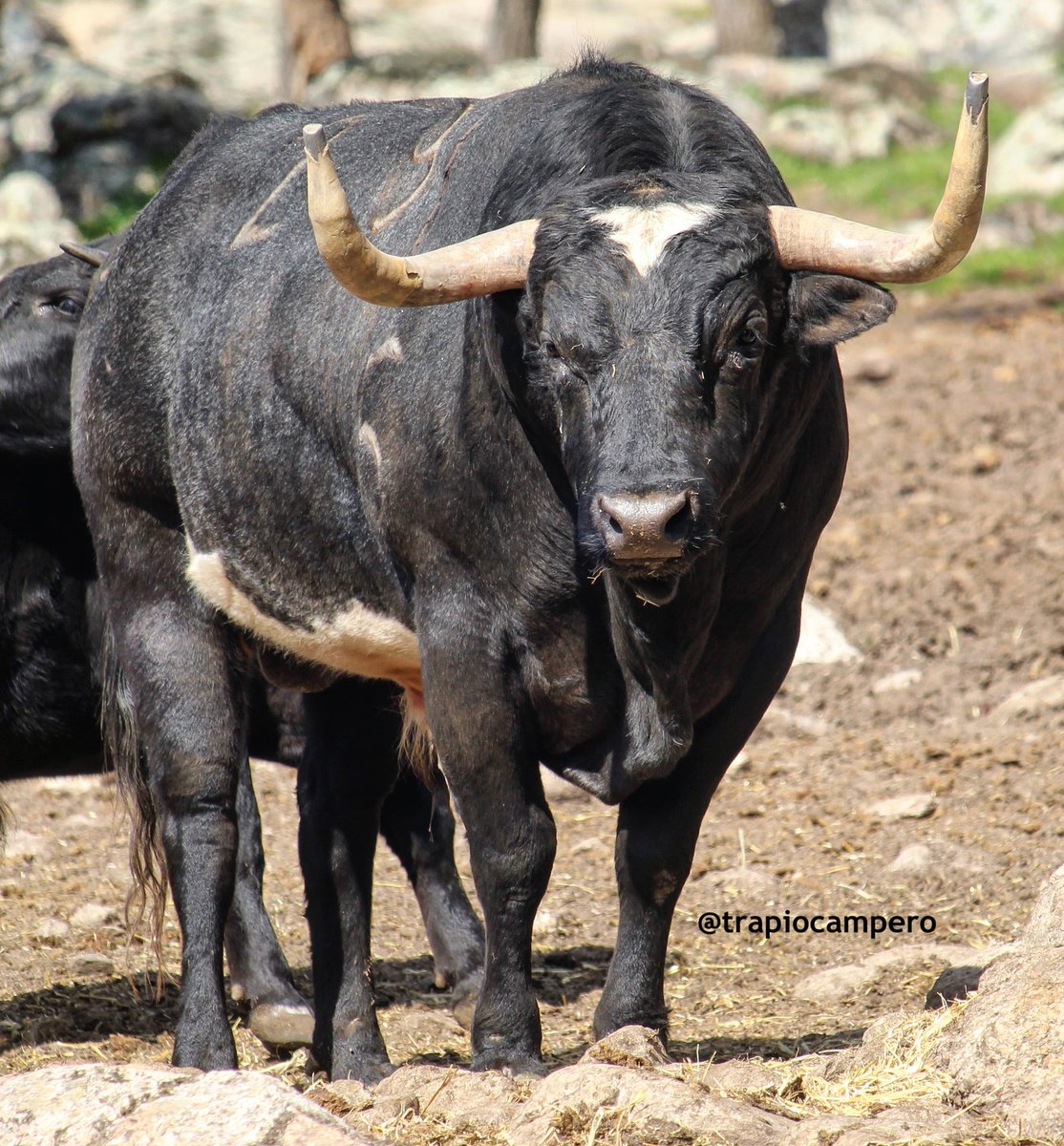 trapiocampero's tweet photo. "COQUINERO" N°29 IMPRESIONANTE TRAPIO @Flordejara6 
#flordejara #santacoloma #trapio #tauromaquia #sialostoros #toros #torossi #fotografiataurina #torodelidia #torosbravos #bull #bullfight #madrid #españa https://t.co/mTgBp9FThC