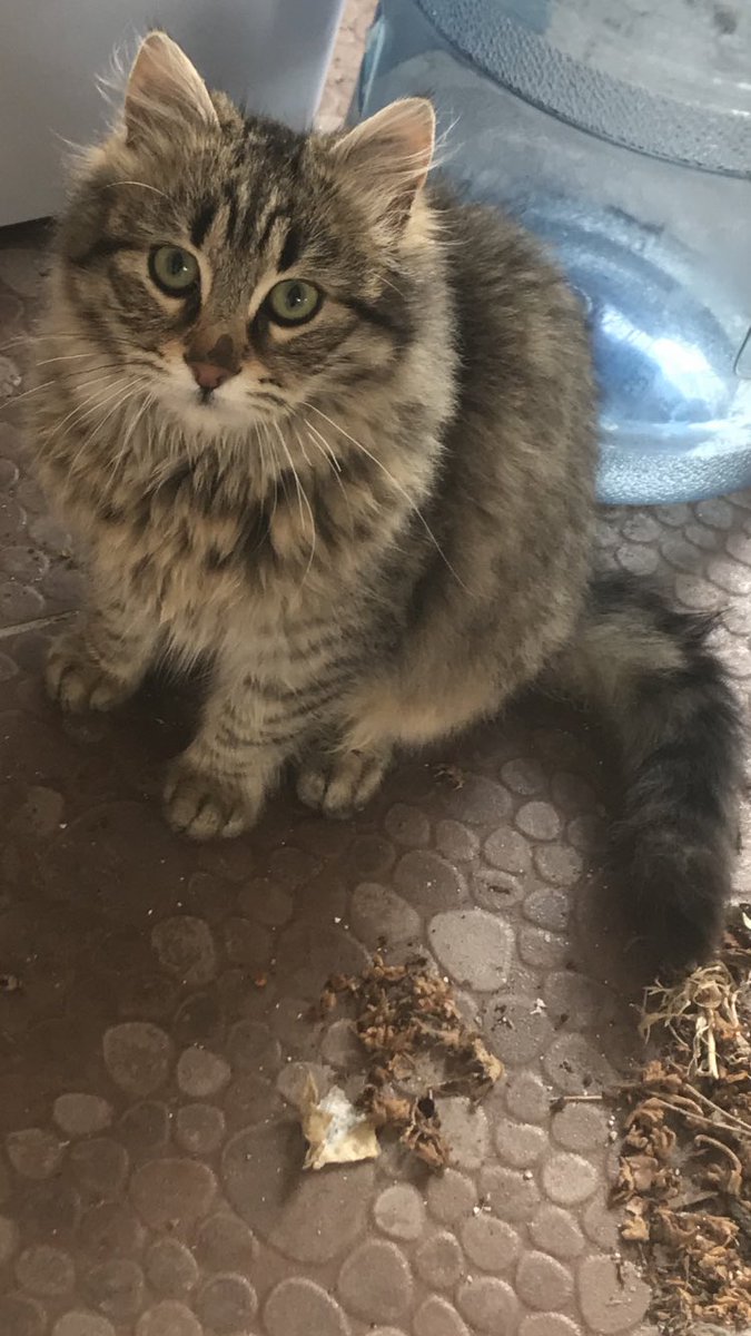 Tüylü tekiroğlu bugün itibariyle kayıptır.Büyük ihtimal öldü yada birisi aldı.En son hastaydı biz ise yazlığa gidip bakıyorduk ona.Aileme çok söylememe rağmen bazı maddi sebeplerden dolayı dolaşamadık her gün benden önce eve giren kedi şuan hiç bir yerde yok.Çok üzgünüm..