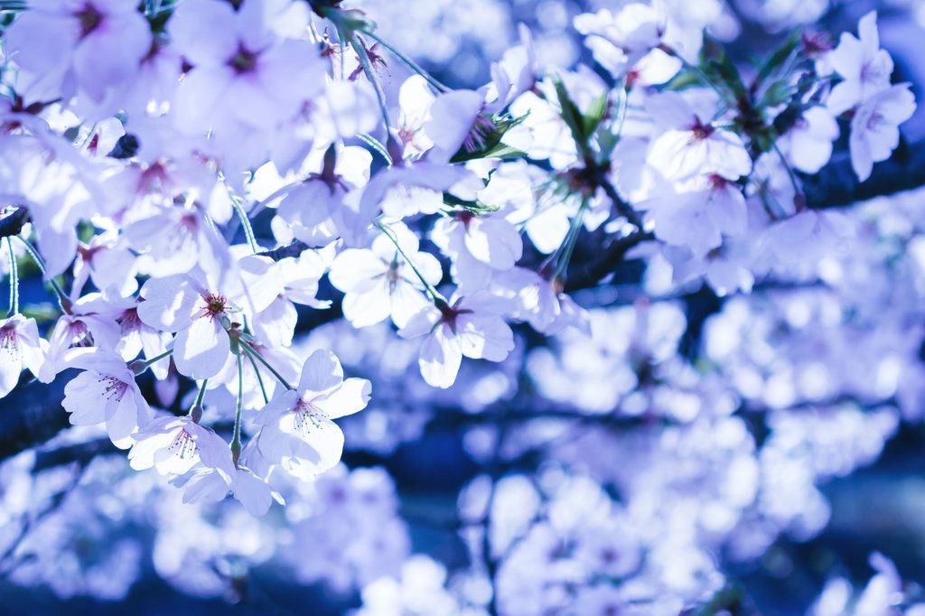fol_tuna's tweet photo. .

蒼の彼方には
朧衣を纏いて游ぐ 天月

闇夜を彩り
馨りたつ 夢見の桜が
儚くも 燦然と舞い上がり

泡沫の刻を 肴に
呑まずとも
蒼い夜に 酔いしれて…

#詩 #夜桜 #ﾎﾛﾖｲﾅｲﾄ https://t.co/cfR6MaOz3X