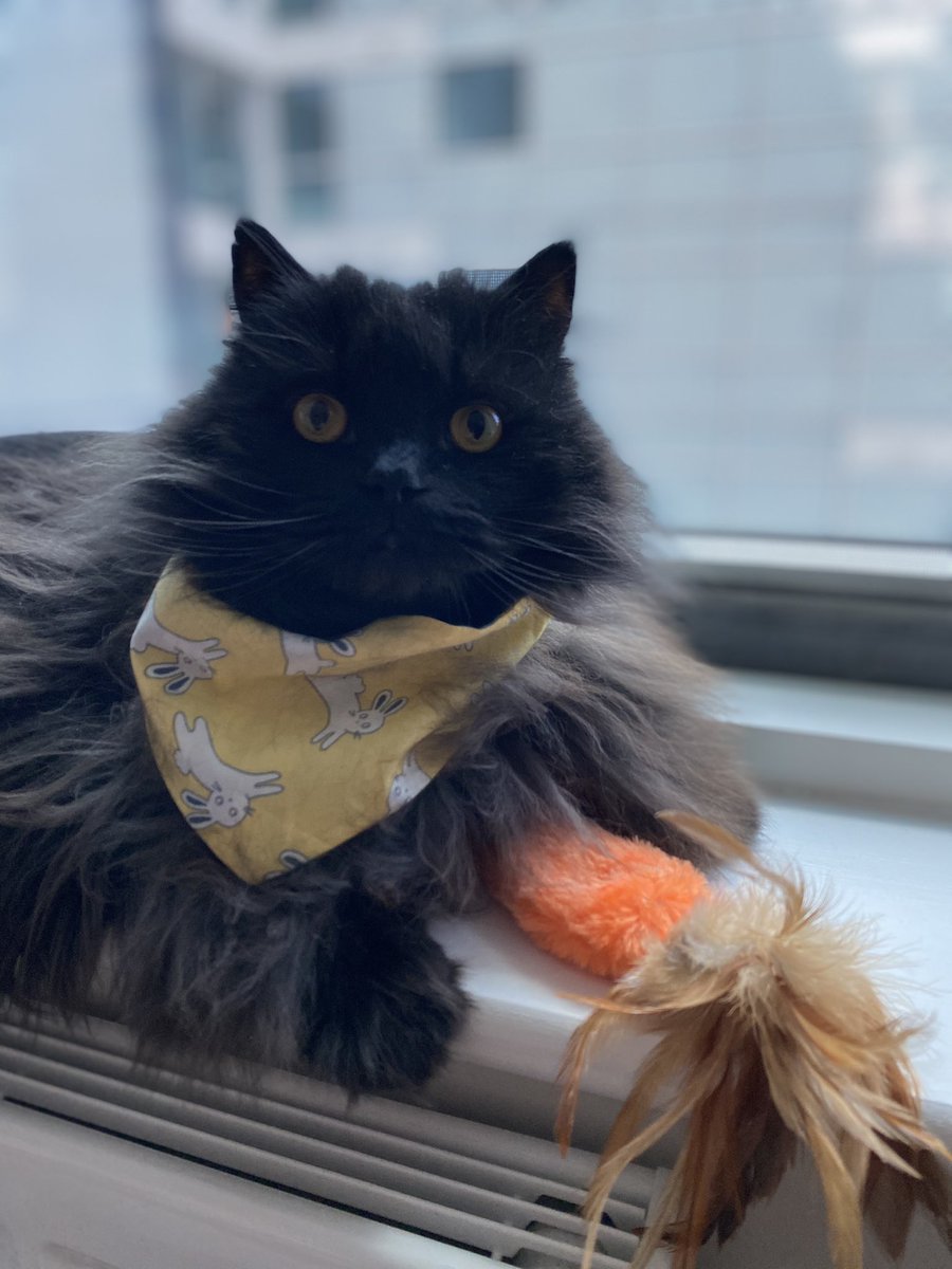 meow_london's tweet photo. Easter mode!
#goodfriday #easterfriday #cat #coolcats #funcat #smile #catlovers #kookoopooch https://t.co/e2x1UJzu2x