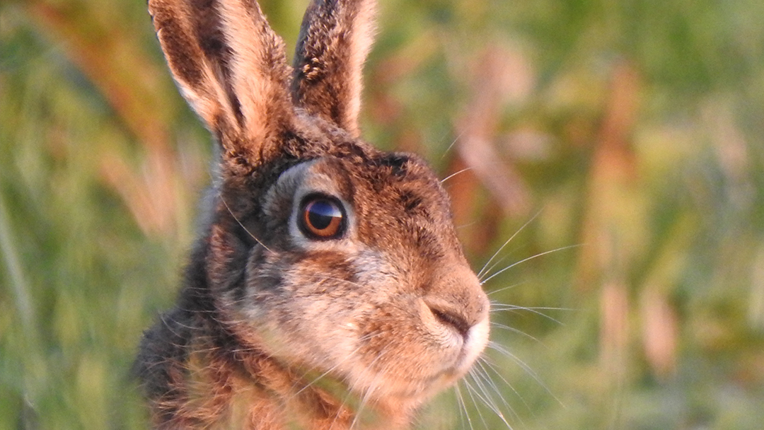 Boswachters vragen om rust in de kraamkamer van Moeder Natuur, ook met Pasen. In het broedseizoen zijn dieren extra kwetsbaar. Wees welkom, maar houd je aan de regels: blijf op de paden, honden aan de lijn en laat geen afval achter. #kraamkamernatuur