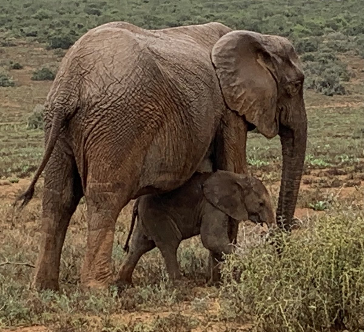 DevMatchRef's tweet photo. A wonderful time spent at the Addo National Park. Perfect weather with drizzle to drive through one of our country’s treasures. #addonationalpark #sanpark #sharesouthafrica #easterncape #tourism #birds #elephants #animals https://t.co/O2tcruHxJz