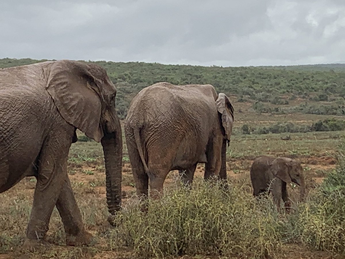 DevMatchRef's tweet photo. A wonderful time spent at the Addo National Park. Perfect weather with drizzle to drive through one of our country’s treasures. #addonationalpark #sanpark #sharesouthafrica #easterncape #tourism #birds #elephants #animals https://t.co/O2tcruHxJz