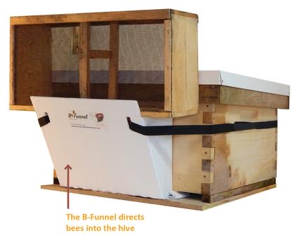 jillpikl's tweet image. Honey bee installation time!
b-funnel.com #honeybees #packagebees #bees #installbees #honeybeehealth #apiary