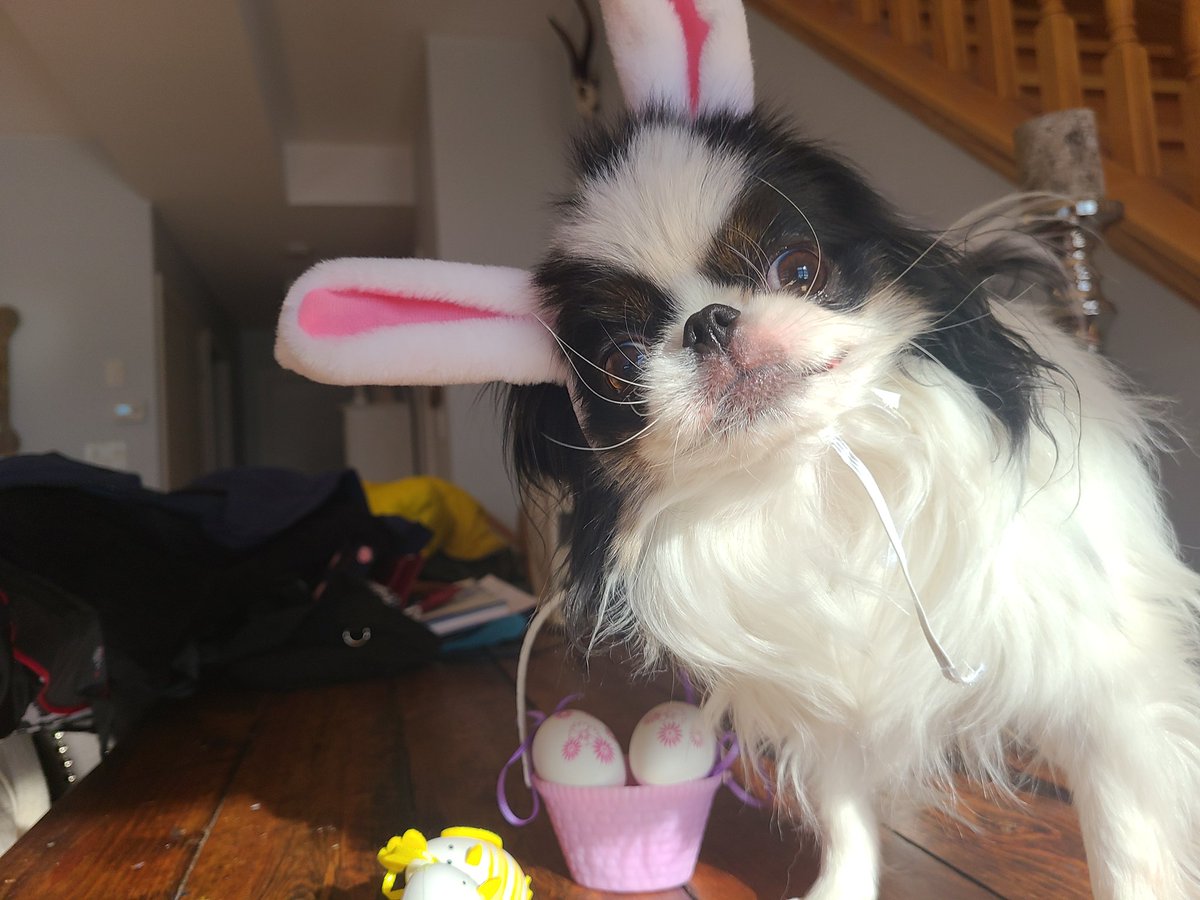 AmyTheEditor's tweet photo. Happy Easter https://t.co/xMAuTy43az