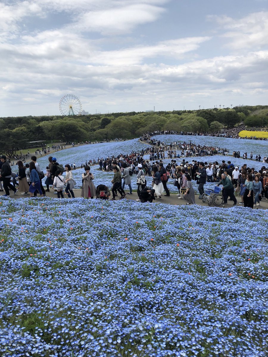 niwa 明日 絶対激混み確定 花見のラストチャンスですね ネモフィラ は 2年前の画像です 去年はコロナが流行り出して行かなかったので スイセンと菜の花は 先月行って撮ってきたやつです 海浜公園 茨城県 ひたちなか市 niwa 明日 絶対激混み確定 花見のラストチャンスですね ネモフィラ は 2年前の画像です 去年はコロナが流行り出して行かなかったので スイセンと菜の花は 先月行って撮ってきたやつです 海浜公園 茨城県 ひたちなか市