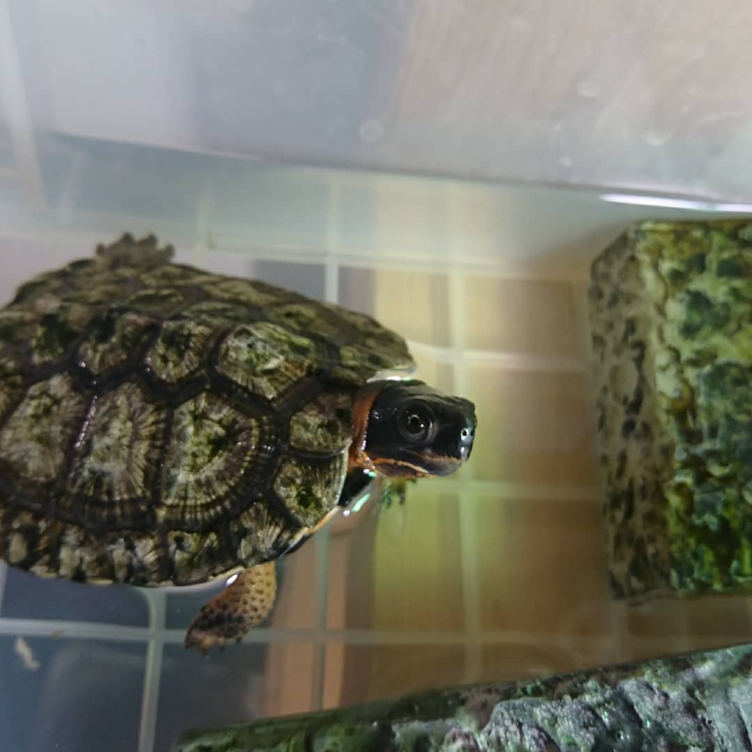 水ガメ 水ガメ