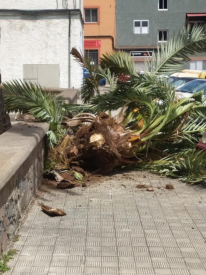 AavvAvelca's tweet photo. ❌🆘Dos años de absoluto abandono. Hace unos minutos ha caído parte de una palmera en la acera🆘❌ Dos años de absoluto abandono en El Cardonal. Seguimos demandando acciones y presencia🔥@LuisYeray_Psoe @aytolalaguna_es @TraficoLaLaguna https://t.co/Hj4k8D8BcL