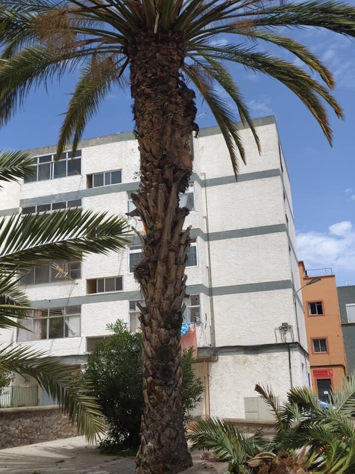 AavvAvelca's tweet photo. ❌🆘Dos años de absoluto abandono. Hace unos minutos ha caído parte de una palmera en la acera🆘❌ Dos años de absoluto abandono en El Cardonal. Seguimos demandando acciones y presencia🔥@LuisYeray_Psoe @aytolalaguna_es @TraficoLaLaguna https://t.co/Hj4k8D8BcL