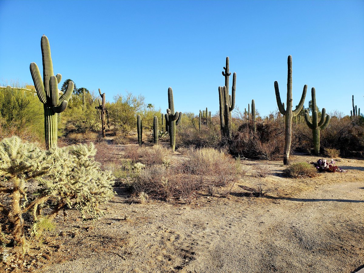 NOVA_Runner's tweet photo. Nice 5K morning run. I'm definitely not in DC anymore!
#runTucson #runAZ #fitness #health #cardio #running #runforgood https://t.co/3F618RnWT4