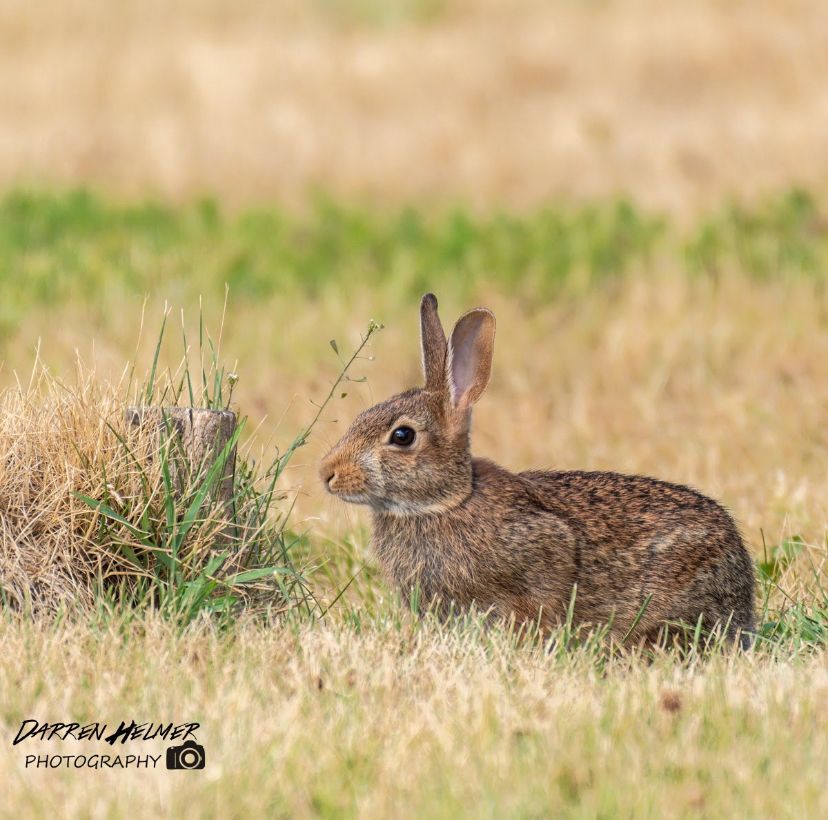 LPWBR's tweet photo. Hopping into Easter weekend like... 🐰
📷: Darren Helmer
•
•
•
•
#longpointbiosphere #longpointbeach #nature #naturephotography #wildlife #wildlifephotography #ecosystem #biodiversity #conservation #sustainability #spottedinlongpoint #natureinnorfolk #exploretheoutdoors https://t.co/PYwrBY3Mbo