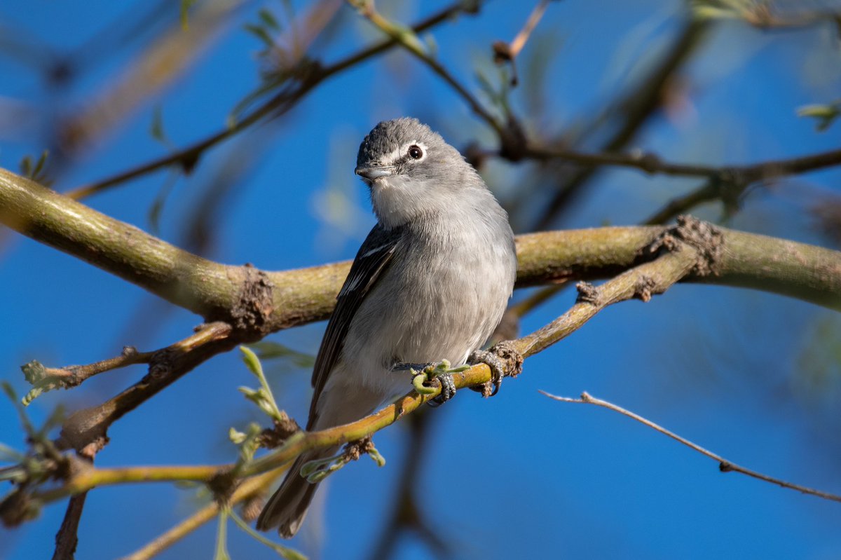 OnlyVeesAz's tweet photo. I was already in the car when I spotted this Cassin’s Vireo in our Mesquite Tree... (mad dash back in the house for my camera 😆) https://t.co/0qOltQsuNU