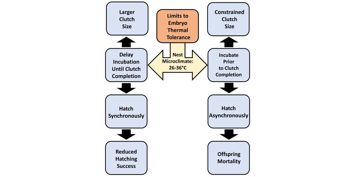 ESAEcology's tweet photo. New in @ESAEcology:
Nest microclimate and limits to egg viability explain avian life-history variation across latitudinal gradients
#LifeHistoryStrategies #Biogeography #LatitudinalGradient #NSFfunded @NSF
https://t.co/g9U9wa2T62 https://t.co/OLP2X4oEpN