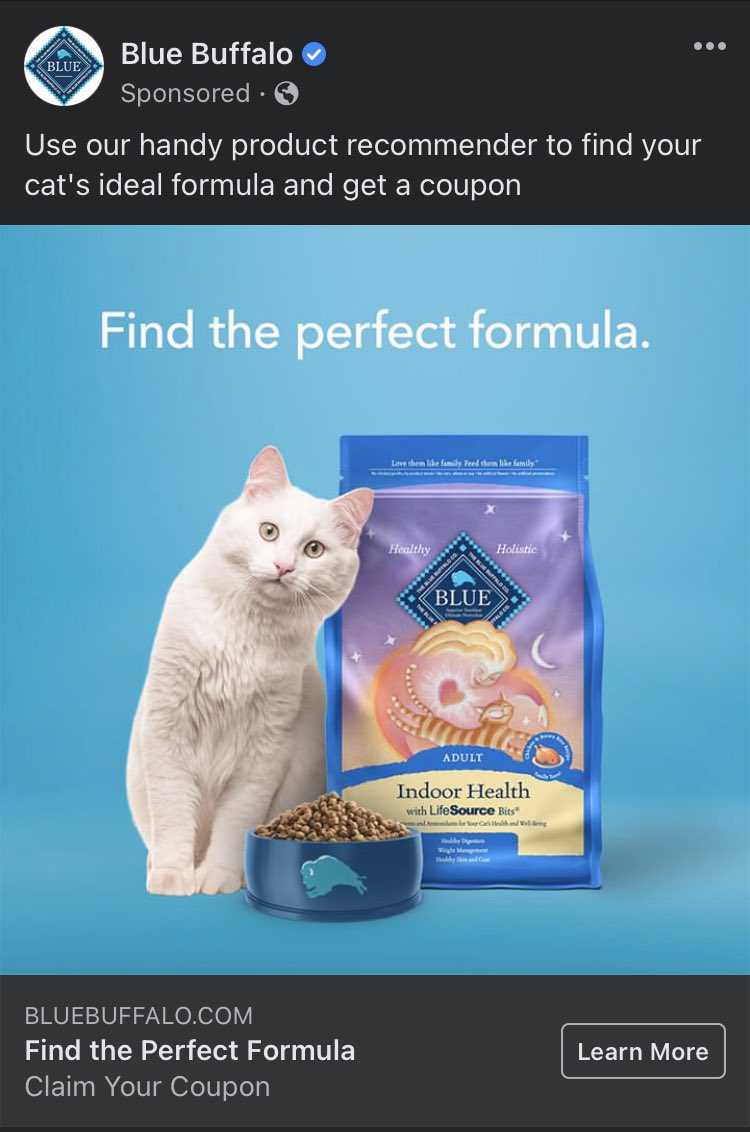 FredwardKitty's tweet image. i could totally be a cat model ... i mean, i may not take direction well, but just look at that head tilt! 
#ModelCat #CatsOfTwitter #FelineFriday