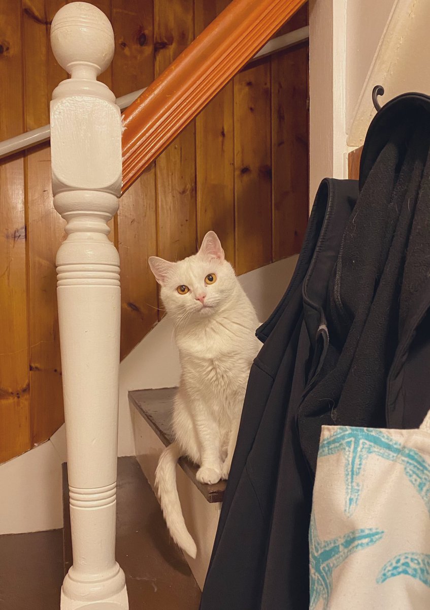 FredwardKitty's tweet image. i could totally be a cat model ... i mean, i may not take direction well, but just look at that head tilt! 
#ModelCat #CatsOfTwitter #FelineFriday