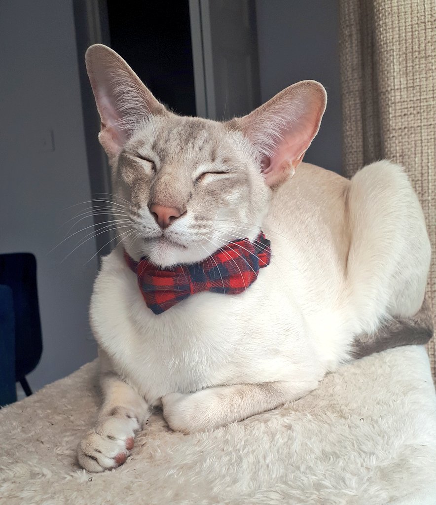 jolenehunter's tweet photo. Pinker and his #Easter #Dickybow #JessiePinks🐯 #GoodFriday #CatsOfTwitter #catsofinstagram #CatsOfTheQuarantine @Diablo_Siamese https://t.co/t6gxWRBDVv