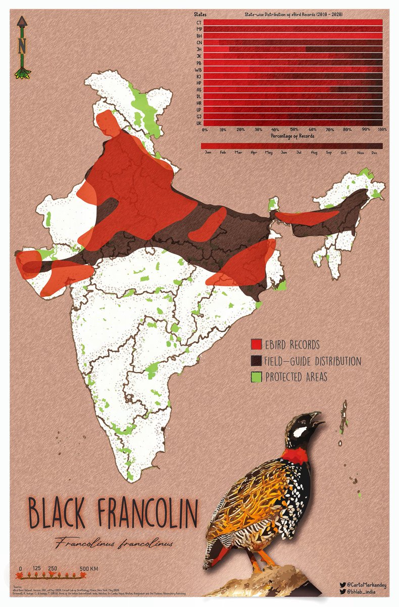 bhlab_india's tweet photo. #FlutterFriday is back! This time we look at the distribution of the beautiful and chirpy Black Francolin! 🎶🦃 #eBird #Birds @CartoMarkandey https://t.co/QHdh40hmje