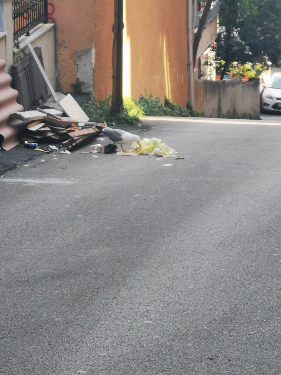 Kaynarca Mah. Müjde Sokakta maalesef böyle komşularımız var.
Sokakta güvenlik kamerası olan binalar var, çöpü atanı tespit edebilirsiniz. Bu insanlık dışı komşuların pisliğine maruz kalmamız için sokağın temizliğini sağlamanız mümkün mü?
<a href="/Pendik_Belediye/">Pendik Belediyesi 🇹🇷</a>