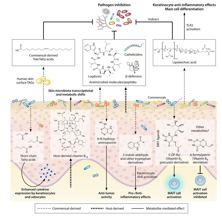 ASM (@asmicrobiology) on Twitter photo New minireview in #IAIJournal: Living in Your Skin: Microbes, Molecules, and Mechanisms skyw.io/6teKHi New minireview in #IAIJournal: Living in Your Skin: Microbes, Molecules, and Mechanisms skyw.io/6teKHi