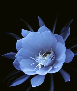 fol_tuna's tweet photo. .

闇夜の灯りに愛された
静寂に揺蕩う
麗しき 月夜の花嫁…

天月の零す
蒼い吐息に魅せられて

刻を忘れた
　アゲハの様に
夢に夢映て 泡沫の彼方へ

儚げな馨り
永遠に 遠く切なく
ゆらり 甘美を纏いながら

闇さえ酔わせる
妖しくも
艶めいた 微笑を零して…

#詩 #月下美人 https://t.co/fxuYBnTvAG