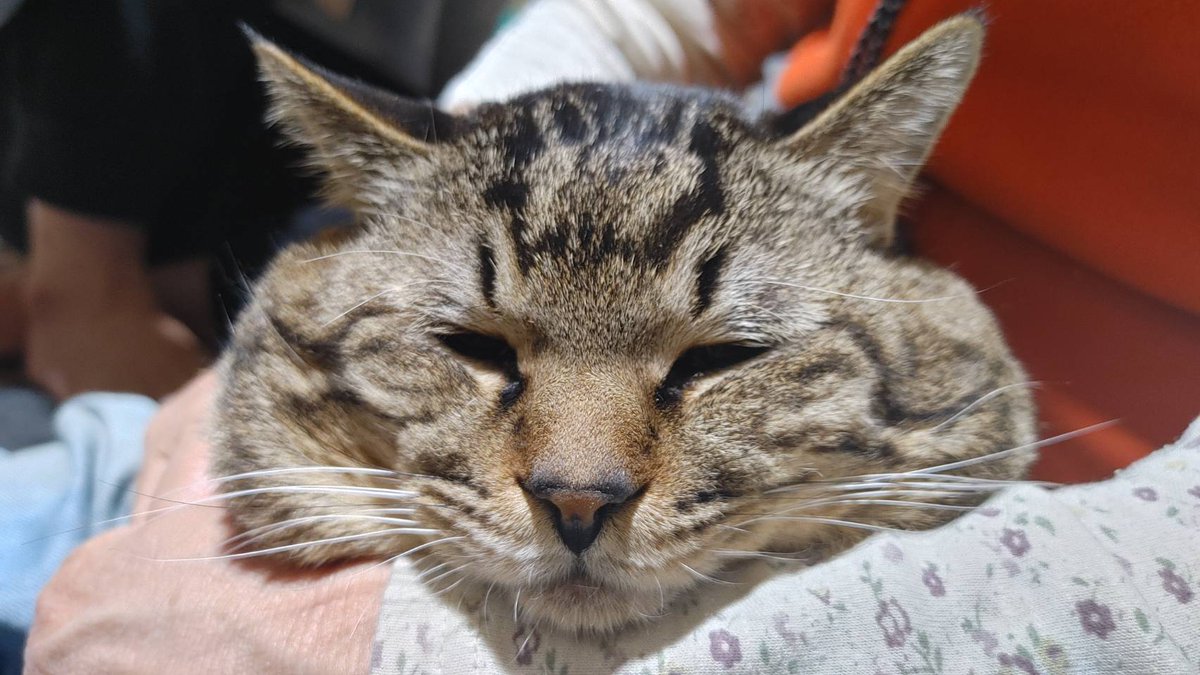 リスほっぺ猫げんぞう おやすみにゃんこ W Zzz キジトラ 猫 大福顔猫 顔でかい猫 ほっぺたが大きい猫 ジョールズ