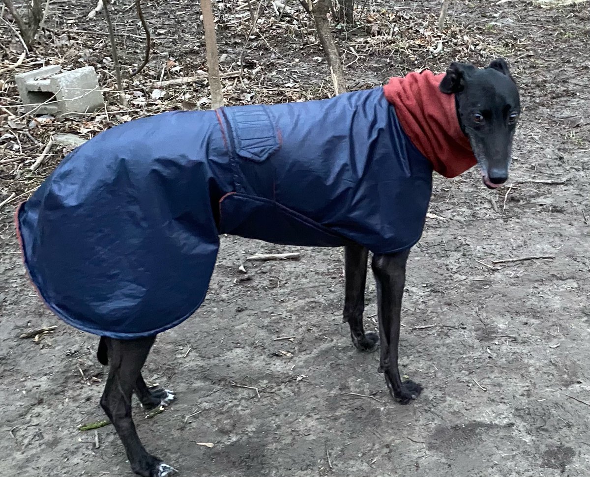 Lorinikkel's tweet photo. Happy #NationalPetDay2021 This is my dog Pacer, he's a rescue too! Our Greyhound can run very very fast... for about a minute. Then he must lie down for 23 hours.  He's my perfect companion. https://t.co/aBioDfRgEy