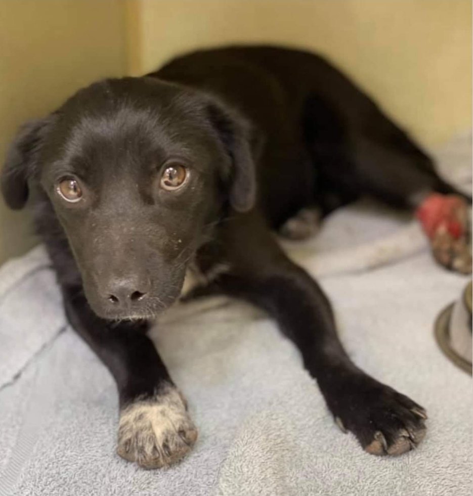 civicpolicy's tweet photo. Her name is April. She's NM's latest victim of a leg hold trap.
Call the Governor's office @GovMLG and ask her to sign Roxys Law asap. https://t.co/oTvEdGCobb
