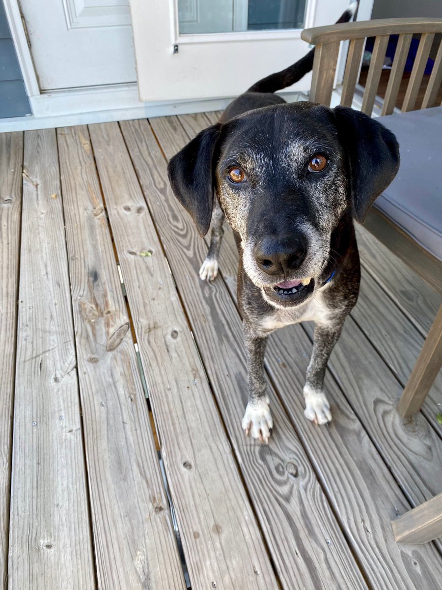 "Are having a ruff day?  Let me paw you a drink, and give you some love!"💗😂

aliverescuememphis.org/clancy

#alivememCLANCY #ALIVERescueMemphis #ARM #adoptable #Memphis #Tennessee