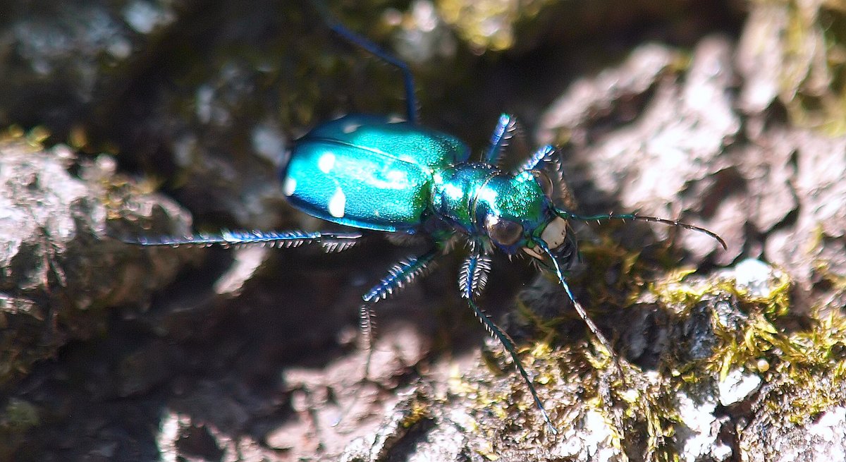 kala61857's tweet photo. Tiger Beetle Face Shot
My 1st tiger beetle. This shot surprised me. Not the cute little face I was expecting
Six-spotted Tiger Beetle (Cicindela sexguttata)
https://t.co/CO99xLxVNL
#WhiteRockLake #beetles #TigerBeetles #NaturePhotography #macro #bugs #insects #NewForMe #fierce https://t.co/3gsDOaq8ro
