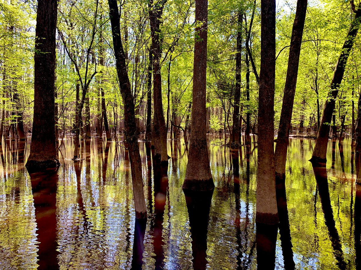 mikellazzo's tweet photo. Cross another one off the list! #CongareeNP #SC https://t.co/OInkWWjNZK