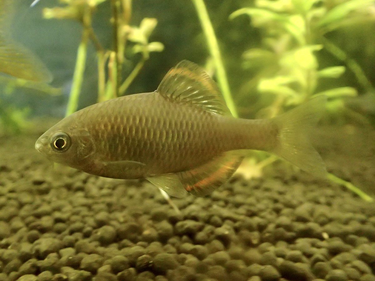 釣った魚を飼う 釣った魚を飼う
