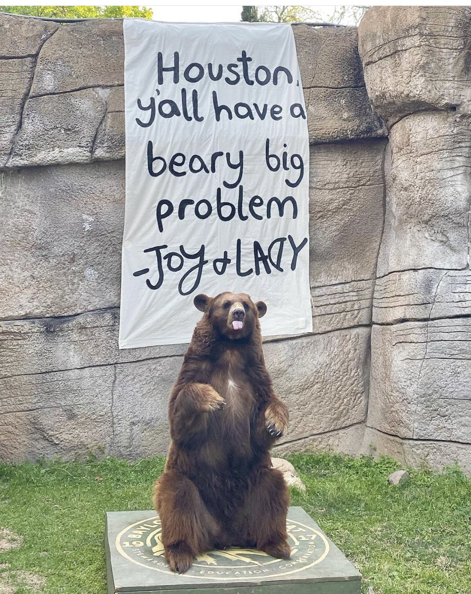 Haha! 😂 Better watch out Houston!!!  📸: IG: @baylorbearhabitat  #SicEm #FinalFour #MarchMadness
