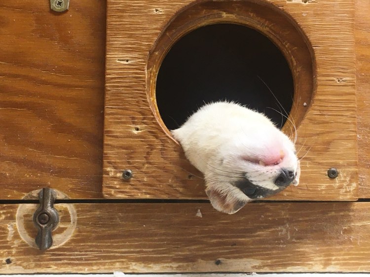 Happy #NationalFerretDay from Curious George 🐾 Curious George is an endangered black-footed ferret, learn more about him here: bit.ly/3u7QGwk